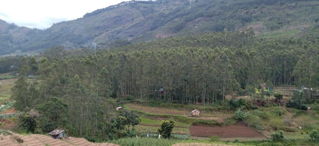 Fruits Farm in Vattavada